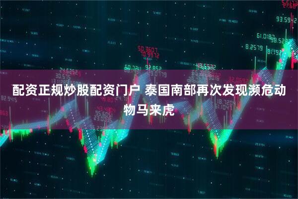 配资正规炒股配资门户 泰国南部再次发现濒危动物马来虎